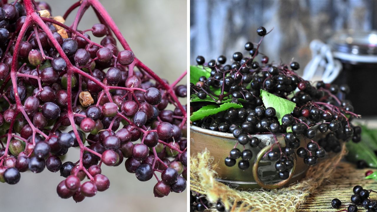 The Elderberry Fruit: A Sour Surprise With Sweet Health Benefits!