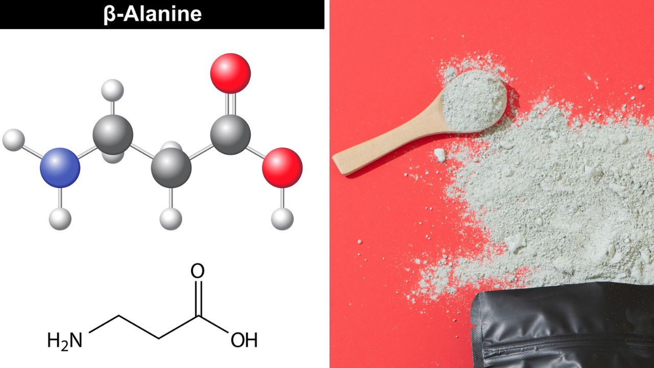 Gain Insight Into What Beta-Alanine Can Do For You!