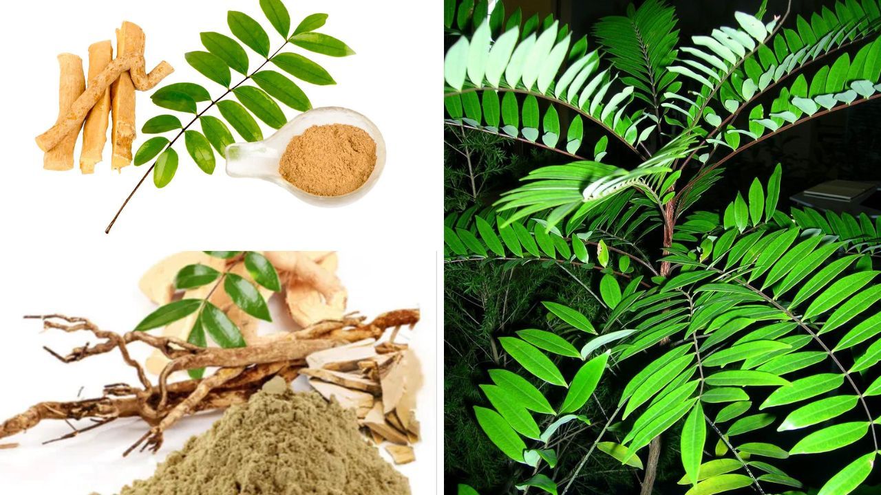 Miracle Or Myth? Revealing The Unexpected Benefits Of Tongkat Ali!