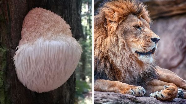 Roar-Some Results! Learn About The Benefits Of Lion's Mane Today!